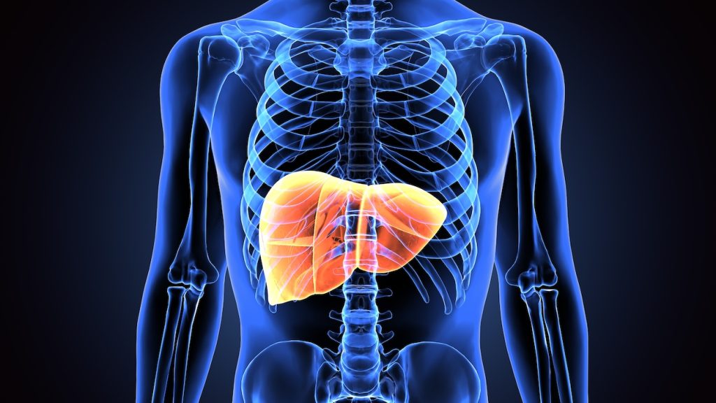 healthy liver in a rendering - 3d x-ray